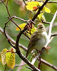 Willow warbler, a common migrant from Eurasia Phylloscopus trochilus3.jpg