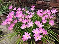 * Kandidimi: Zephyranthes rosea --Kryesmin 13:43, 12 September 2024 (UTC) * * Kërkohet vlerësim