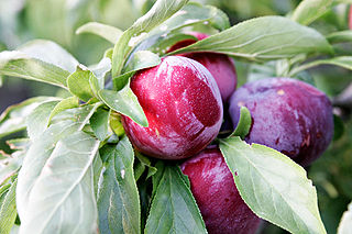 <span class="mw-page-title-main">Plum (color)</span>