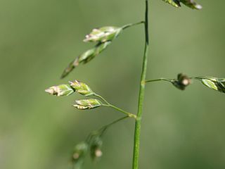 <i>Poa annua</i> Species of plant