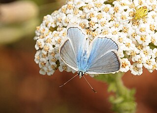 <i>Polyommatus daphnis</i> Species of butterfly