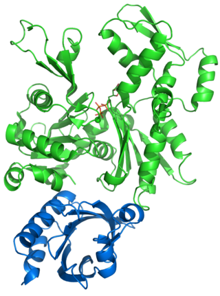 <span class="mw-page-title-main">Profilin</span> Actin-binding protein