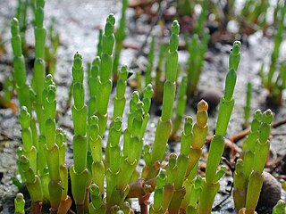 <span class="mw-page-title-main">Salicornioideae</span> Subfamily of flowering plants