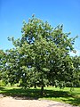 Quercus_rubra in the arboretum de Chèvreloup