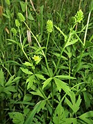 Ranunculus chinensis