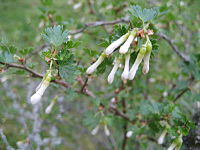 Ribes leptanthum