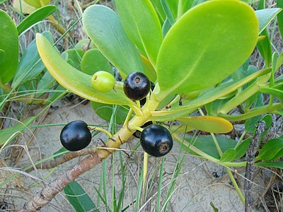 Fruta preta de S. Plumieri