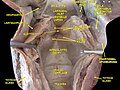 Larinx, pharinx and tongue.Deep dissection.Posterior view.