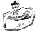 Image 14Illustration of the fossil jaw of the Stonesfield mammal from Gideon Mantell's 1848 Wonders of Geology (from History of paleontology)
