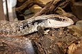 ヒガシアオジタトカゲ Tiliqua scincoides scincoides