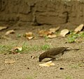 Black-billed thrush