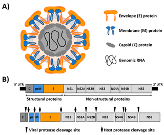 <i>Flaviviridae</i> Family of viruses