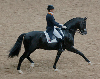 <span class="mw-page-title-main">Warmblood</span> Middle-weight horse types and breeds