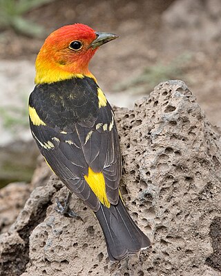 <span class="mw-page-title-main">Western tanager</span> Species of bird (Piranga ludoviciana)