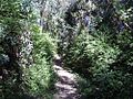 Trail in the Puentealtina Pre-cordillerana Reserve, in eastern Puente Alto