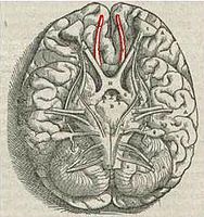 ヒトの脳を腹側から見た図。赤い部分の先端が嗅球。アンドレアス・ヴェサリウスのFabrica、1543年。