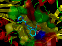 Bortezomib bound to the core particle in a yeast proteasome. The bortezomib molecule is in the center colored by atom type (boron = pink, carbon = cyan, nitrogen = blue, oxygen = red), surrounded by the local protein surface. The blue patch is catalytic threonine residue whose activity is blocked by the presence of bortezomib. 2f16.png