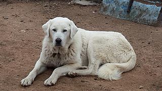 <span class="mw-page-title-main">Akbash</span> Turkish breed of dog