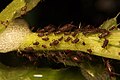 Aphid infestation on a sunflower stalk