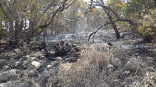 Au Ouen Toro, le lendemain des incendies du 6 décembre 2019.jpg