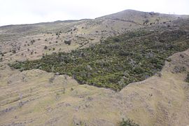 Auwahi Dryland Forest.JPG