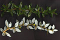 Berberis verruculosa upper side of shoot above, lower side below.