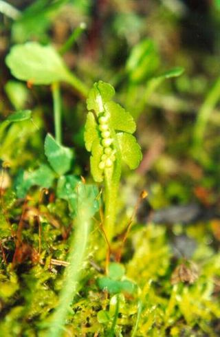 <i>Botrychium crenulatum</i> North American species of moonwort