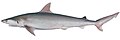 Carcharhinus coatesi csiro.jpg