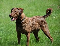 Chesapeake Bay Retriever1.jpg