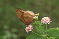 * Kandidimi Close wing position Nectaring of Hypolimnas bolina (Linnaeus, 1758) - Great Eggfly (Female) --Sandipoutsider 11:09, 8 September 2024 (UTC) * E miratuar  Support Good quality. --F. Riedelio 13:13, 16 September 2024 (UTC)