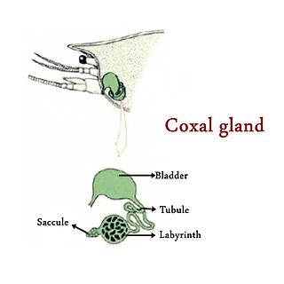 <span class="mw-page-title-main">Coxal gland</span> Gland found in some arthropods