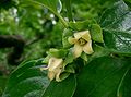 カキノキ（カキノキ科）の花