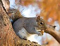 La ardilla de las Carolinas (Sciurus carolinensis) también conocida como ardilla gris de las Carolinas, ardilla gris oriental y ardilla del este es una ardilla arbórea originaria del este y medio oeste de Estados Unidos y del algunas zonas meridionales del este de Canadá. Su nombre específico proviene de la denominación de los estados de Carolina del Sur y Carolina del Norte donde fueron primeramente localizadas y aún hoy son muy comunes. Por Diliff