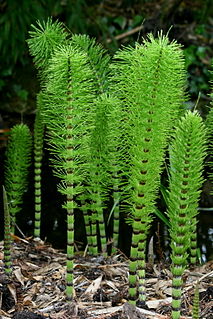 <i>Equisetum</i> Genus of vascular plants in the family Equisetaceae