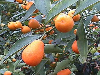 <i>Citrus swinglei</i> Species of kumquat