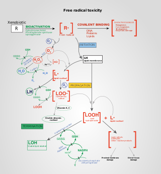 <span class="mw-page-title-main">Oxidative stress</span> Free radical toxicity