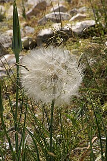 <i>Geropogon</i> Genus of plants