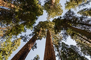 Giant Sequoia trees in Sequoia National Park