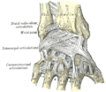 El bileğinin ligamentleri, Posterior.