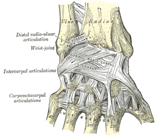 <span class="mw-page-title-main">Carpometacarpal joint</span> Joint between the wrist and hand