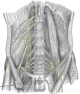 Femoral nerve