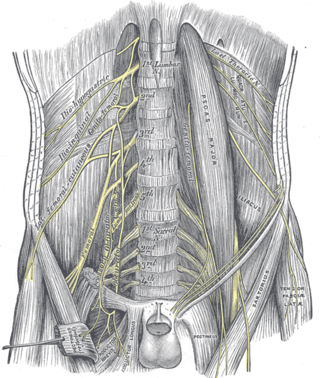 <span class="mw-page-title-main">Femoral nerve</span> Long nerve down the thigh and inner leg