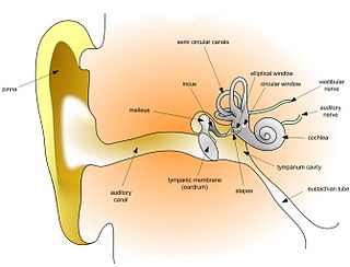 <span class="mw-page-title-main">Pure-tone audiometry</span>