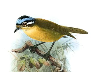 <span class="mw-page-title-main">Blue-capped ifrit</span> Species of bird