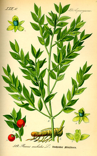 <i>Ruscus aculeatus</i> Species of shrub