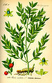 Illustration Ruscus aculeatus0.jpg