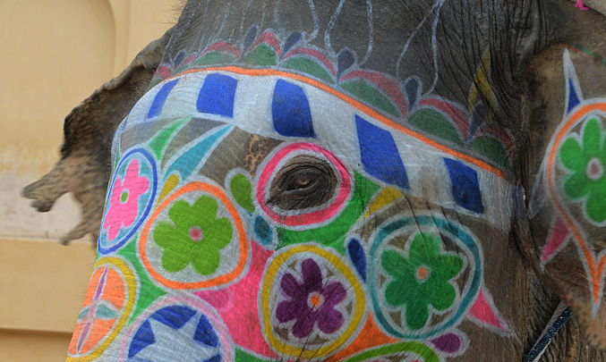 Elephant d'Asie décoré, Jaipur.