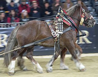 <span class="mw-page-title-main">Italian Heavy Draft</span> Breed of horse