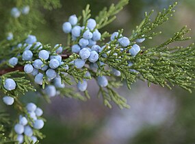 Juniperus occidentalis