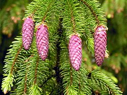 Fijnspar (Picea abies) kegels